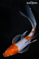9" OCHIBA SHIGURE BUTTERFLY