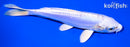 6.25" DOITSU PLATINUM OGON