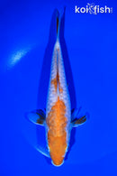 8.75" DOITSU OCHIBA SHIGURE
