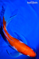 7.75" KOHAKU BUTTERFLY