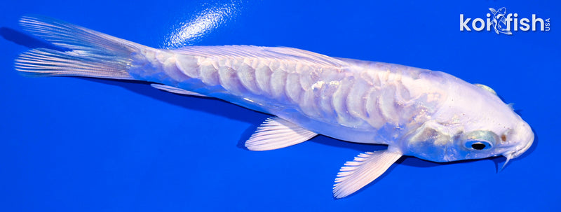 5" ARAGOKE PLATINUM OGON