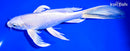 8" PLATINUM OGON BUTTERFLY