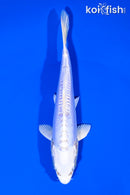 6.25" DOITSU PLATINUM OGON