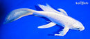 8" PLATINUM OGON BUTTERFLY