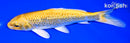 6.75" GINRIN YAMABUKI OGON