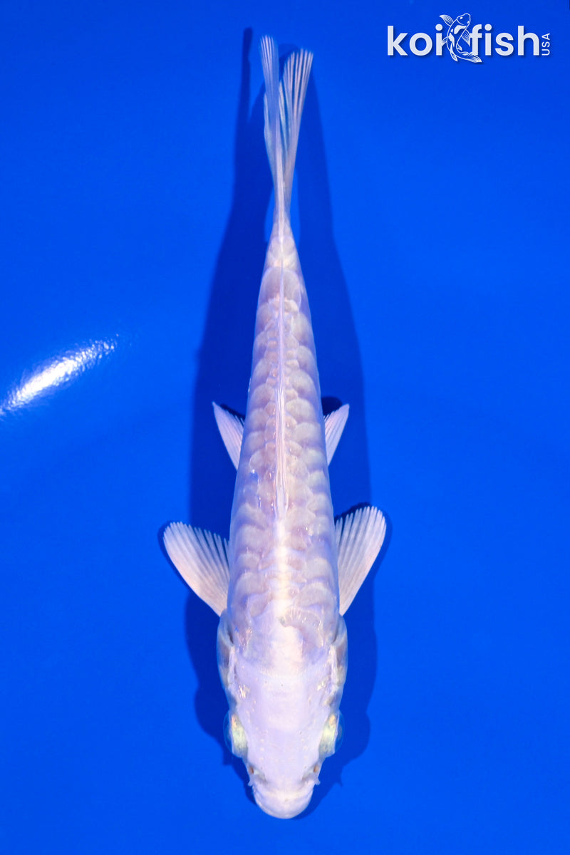 5" ARAGOKE PLATINUM OGON