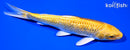 6.75" GINRIN YAMABUKI OGON