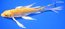 8.5" GINRIN YAMABUKI OGON BUTTERFLY