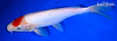 11" DOITSU TANCHO KOHAKU