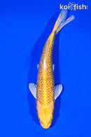 6.75" GINRIN YAMABUKI OGON