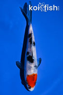 5.5" SANKE
