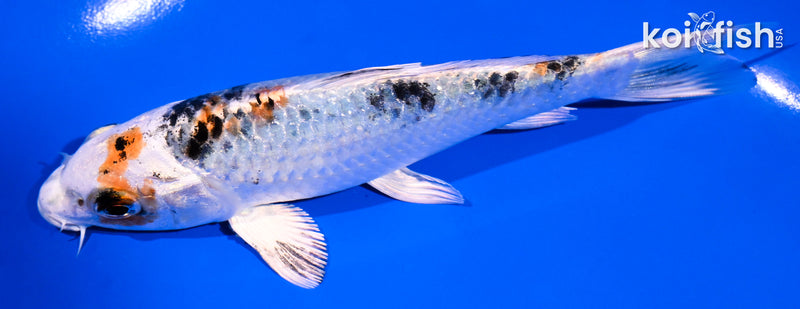 5" YAMATO NISHIKI