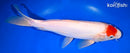 11" DOITSU TANCHO KOHAKU