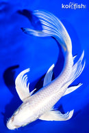 8" PLATINUM OGON BUTTERFLY
