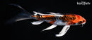 7.5" ARAGOKE BENI KIKOKURYU BUTTERFLY