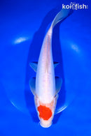11" DOITSU TANCHO KOHAKU