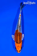 6.5" KUJAKU