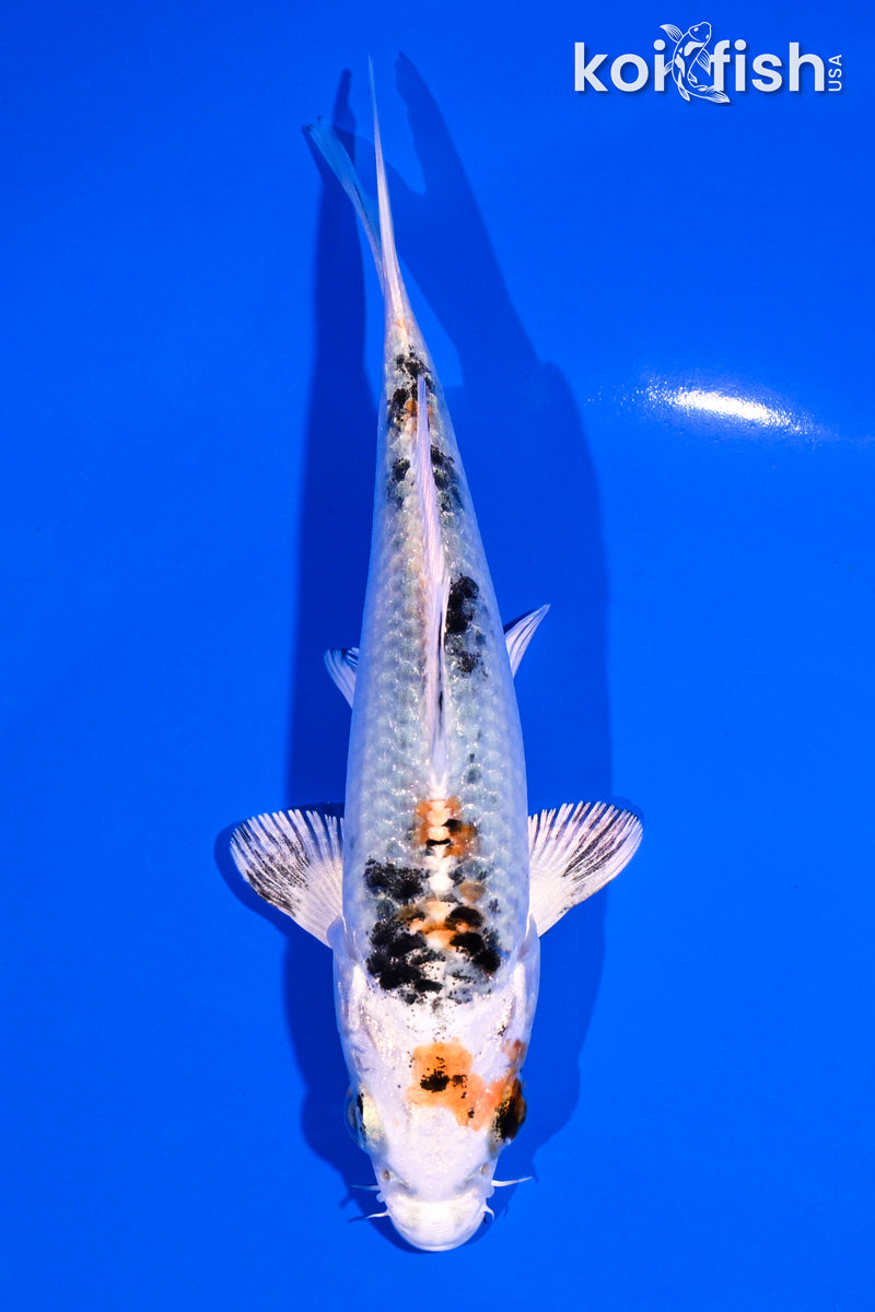 5" YAMATO NISHIKI