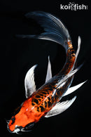 7.5" ARAGOKE BENI KIKOKURYU BUTTERFLY