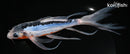 8.5" SHUSUI BUTTERFLY