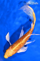 8.5" GINRIN YAMABUKI OGON BUTTERFLY