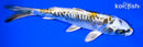 6.75" KIN KIKOKURYU