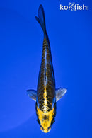 5.75" KIN KIKOKURYU
