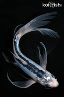 8.5" SHUSUI BUTTERFLY