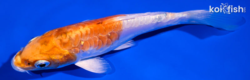 5.25" ARAGOKE KIKUSI