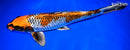 13" BENI GINGA