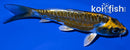 5.75" KIN KIKOKURYU