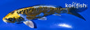 5.75" KIN KIKOKURYU