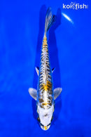 6.75" KIN KIKOKURYU