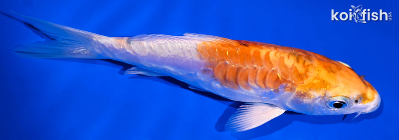 5.25" ARAGOKE KIKUSI