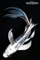 8.25" BENI KIKOKURYU BUTTERFLY