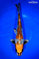 13" BENI GINGA
