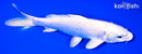 6.5" PLATINUM OGON