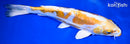 11.5" HEISEI NISHIKI