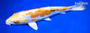 11.5" HEISEI NISHIKI