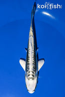 5.75" KIKOKURYU