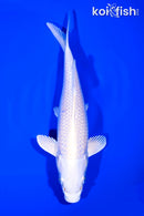 6.5" PLATINUM OGON