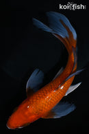 7.5" OCHIBA SHIGURE BUTTERFLY