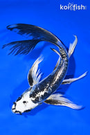 8" KIKOKURYU BUTTERFLY