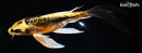 8.25" KIN KIKOKURYU BUTTERFLY