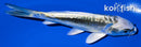 5.75" KIKOKURYU
