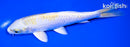 6.75" LEMON HARIWAKE