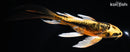 8.25" KIN KIKOKURYU BUTTERFLY