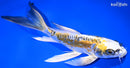 8.5" KIN KIKOKURYU BUTTERFLY