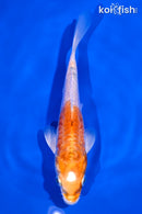 5.25" ARAGOKE KIKUSI