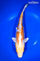 11.5" HEISEI NISHIKI